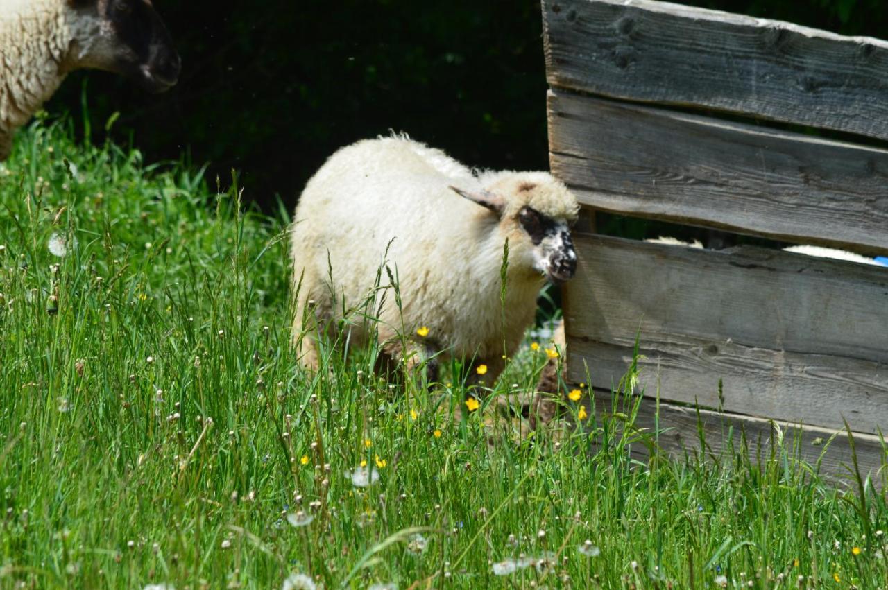 Pokoje Goscinne Pieninska Parzenica Mizerna Exterior foto